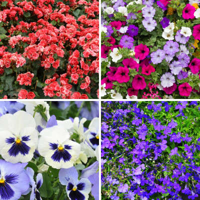 Buy bedding plants online discount