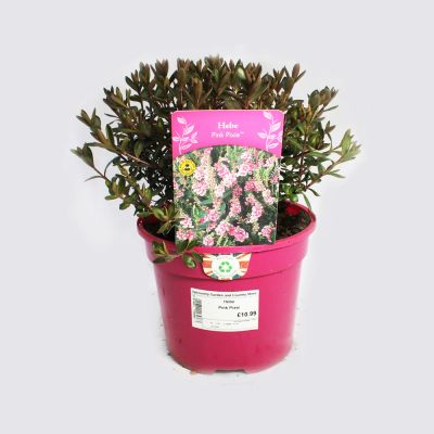Hebe Pink Pixie