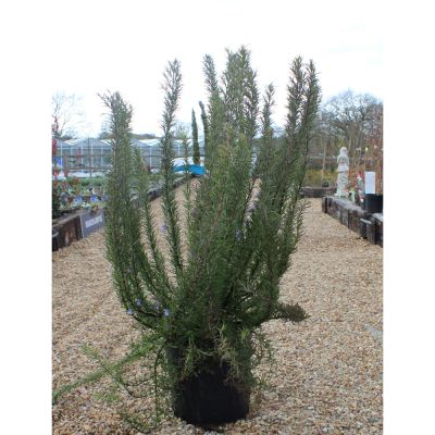 Rosemary Officinalis