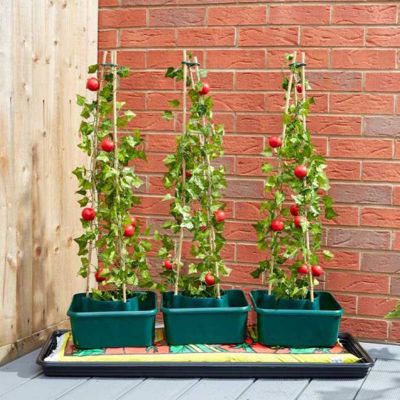 Tomato Gro-Box - Triple Pack