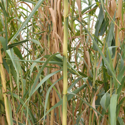 Bambusa Spectabilis -  Bamboo Plant