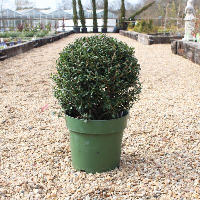 Ilex Glory Gem Ball