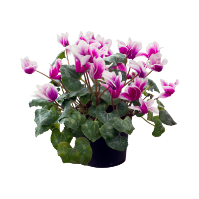 Cyclamen-Sowbread