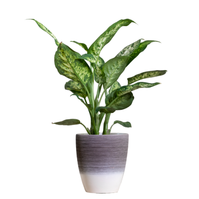 Dumb Cane - Dieffenbachia