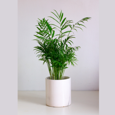 Parlour Palm - Chamaedora