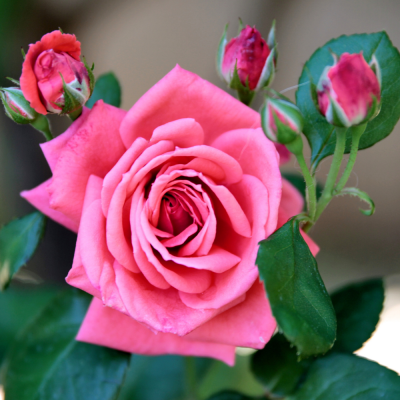 Pretty Polly Shell Pink Rose