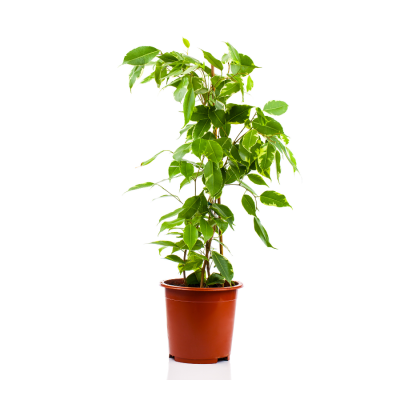 Weeping Fig - Ficus Benjamina