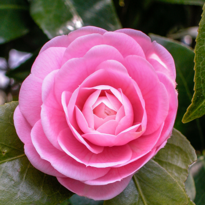 You're Beautiful Rose