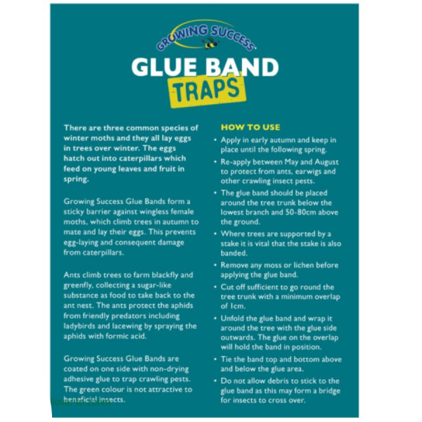 Glue Band Traps