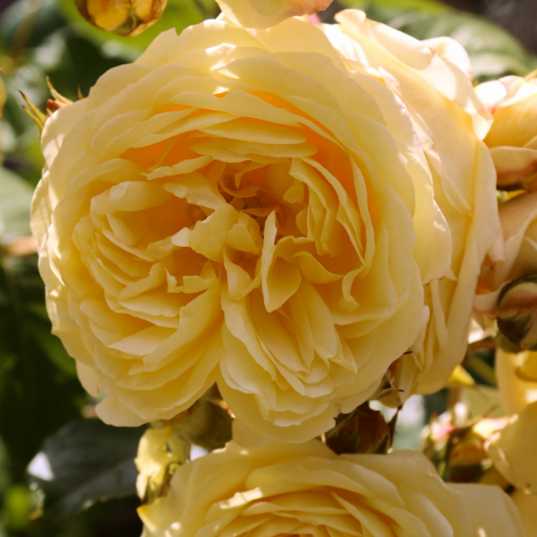 Golden Wishes Rose