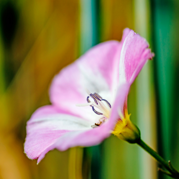 Convolvulus Eneorum