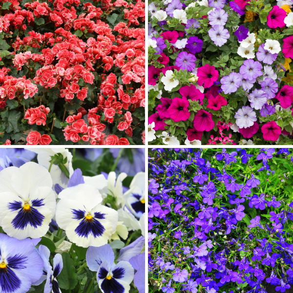 Summer Bedding Plants - Pot