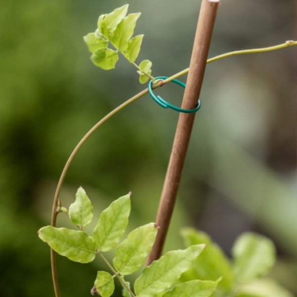 Plant Rings