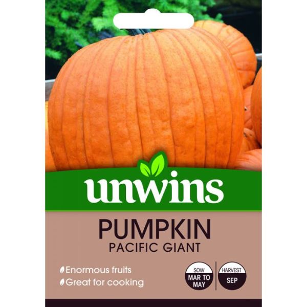 Unwins  Pacific Giant Pumpkin Seeds