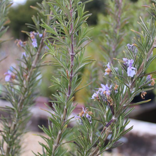 Rosemary Officinalis