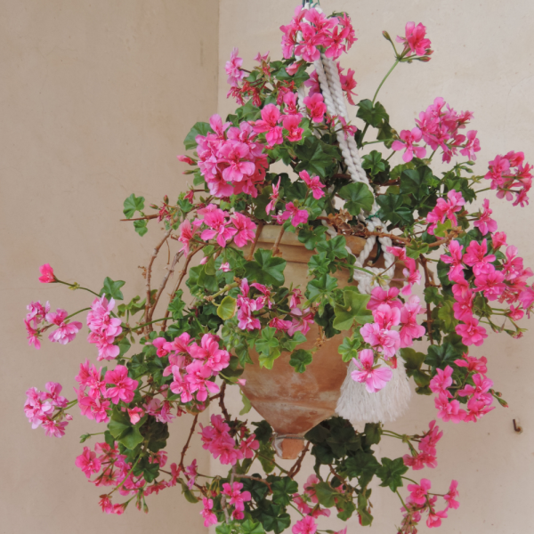 Trailing Geraniums