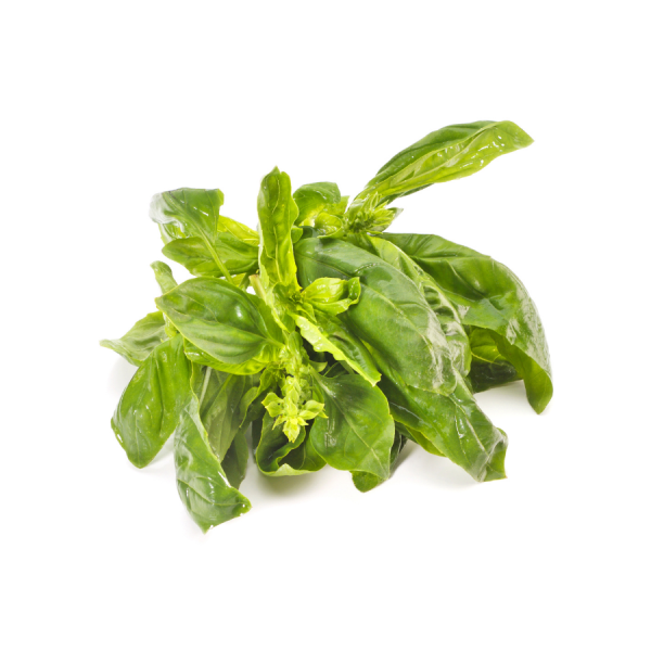 Basil