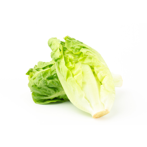 Lettuce Cos