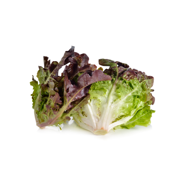 Lettuce Oakleaf