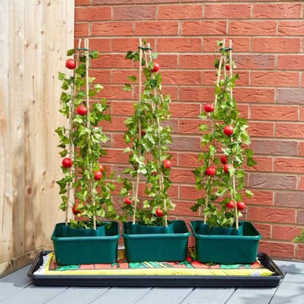 Tomato Gro-Box - Triple Pack