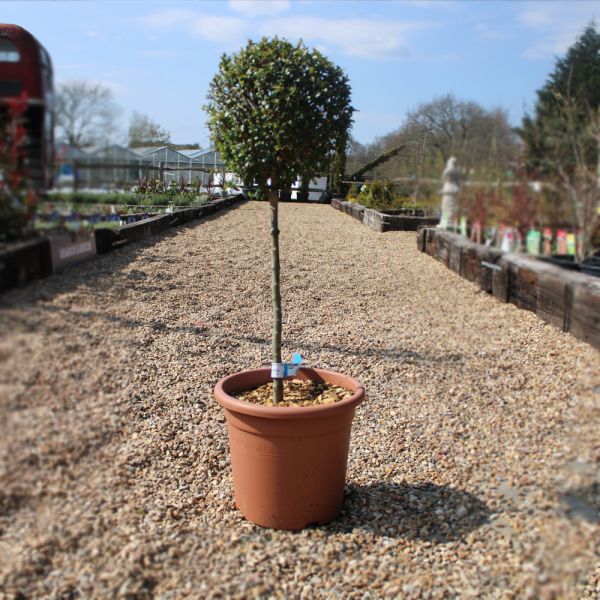 Lollipop Tree - Ligustrum Mini Standard