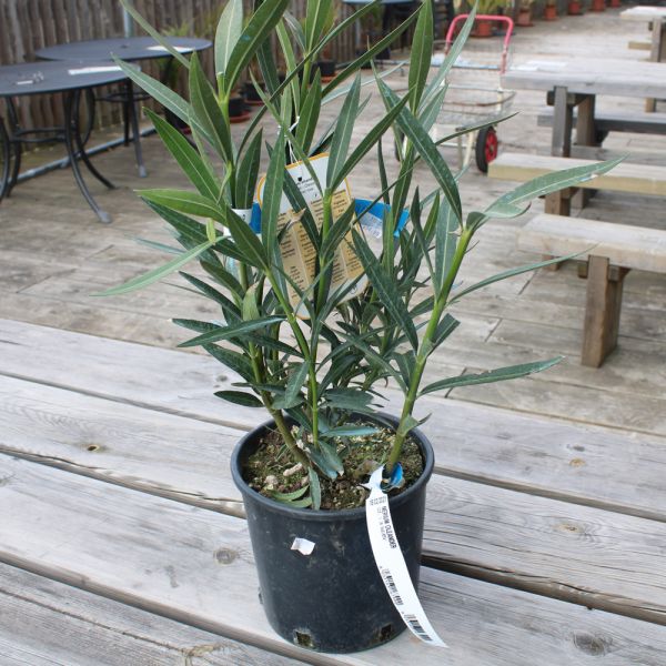 Nerium Oleander 3lt