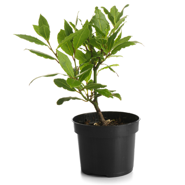 Bay Tree Bush 100cm 3lt