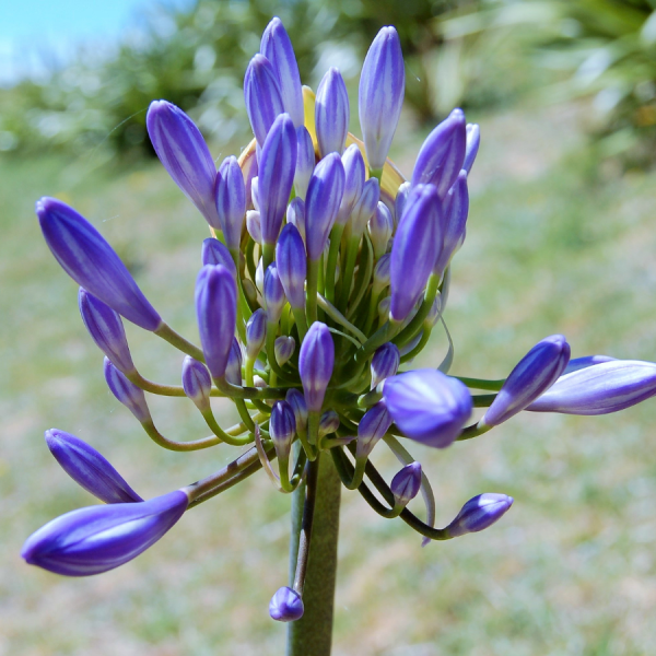 Agapanthus Blue 10lt