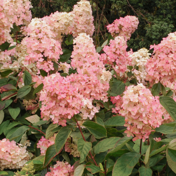 Hydrangea Paniculata Vanille Fraise 10l