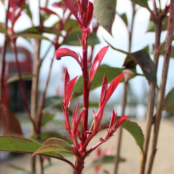 Photina Fraseri Carre Rouge