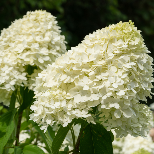 Hydrangea Paniculata Prim White 10l