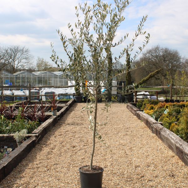 Olive Half Standard 15lt