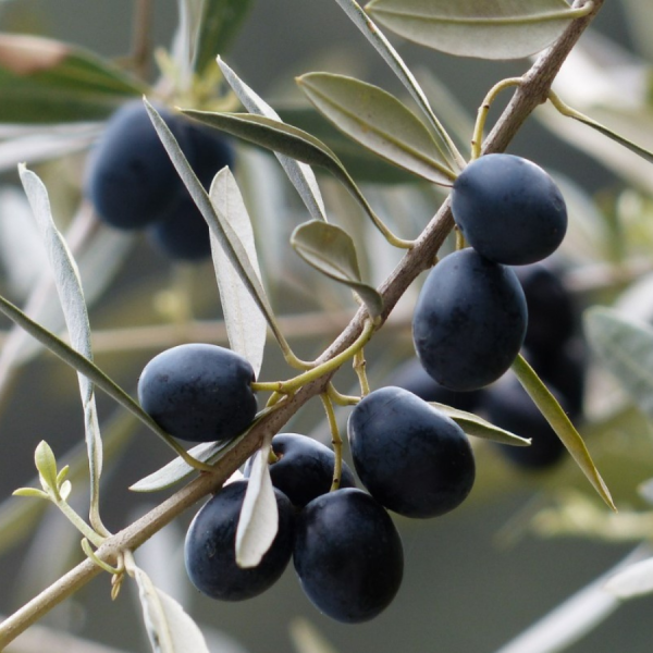 Olive Bush