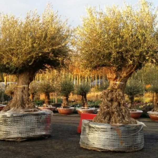 Olive Tree Large 180lt