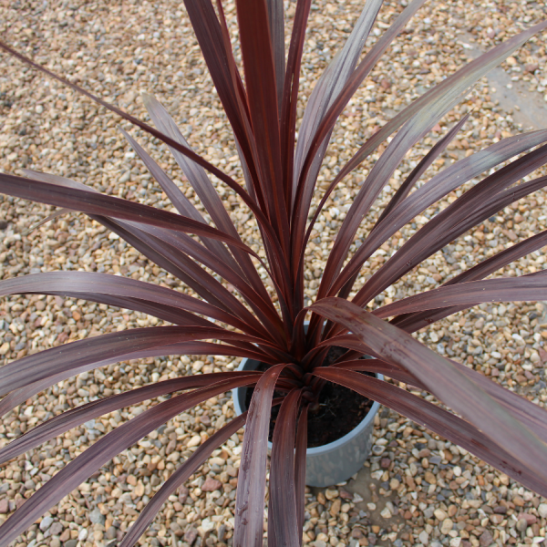 Cordyline Red Star