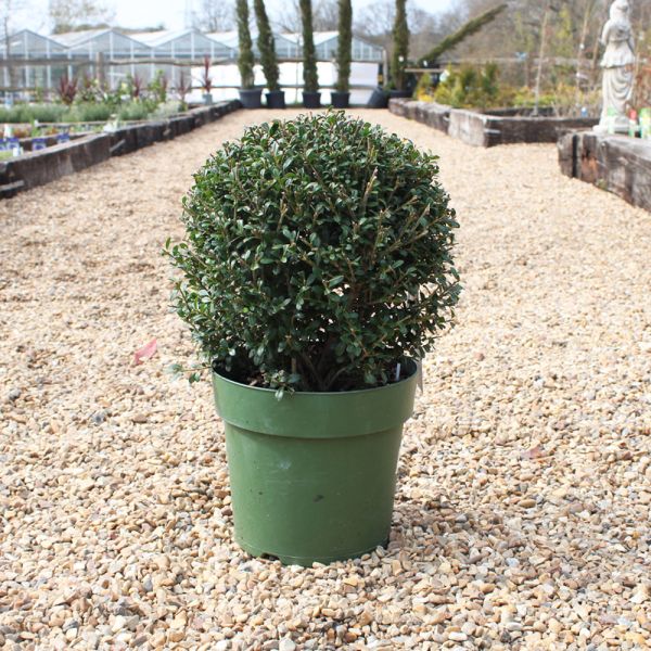 Ilex Glory Gem Ball