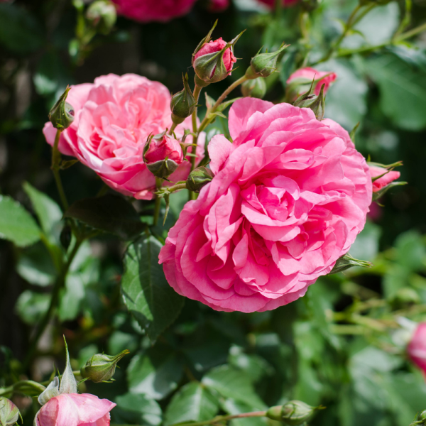 Tradtional Bush Rose 