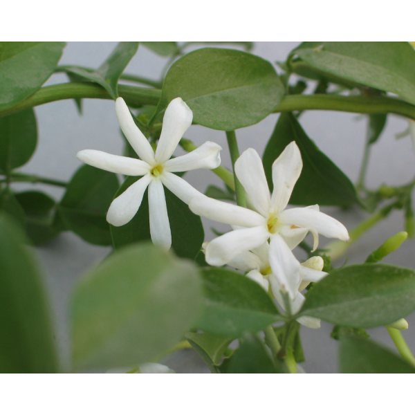 Jasmine-Jasminum polyanthemum