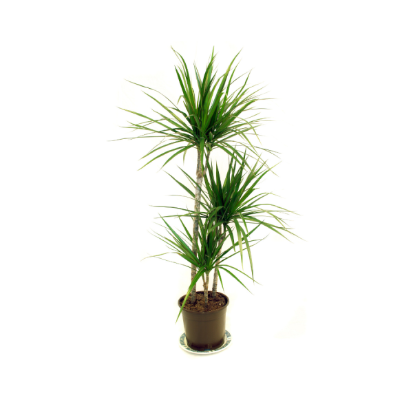 Dragon Tree - Dracaena