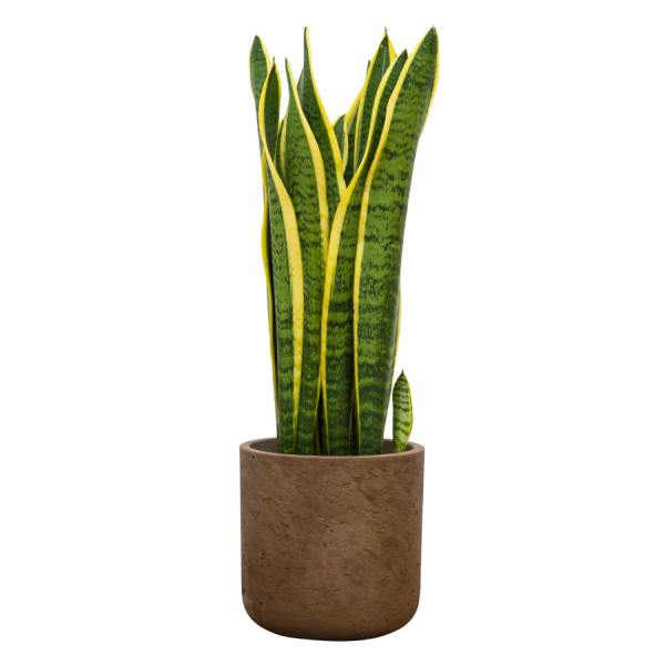 Mother in Laws Tongue - Sansevieria