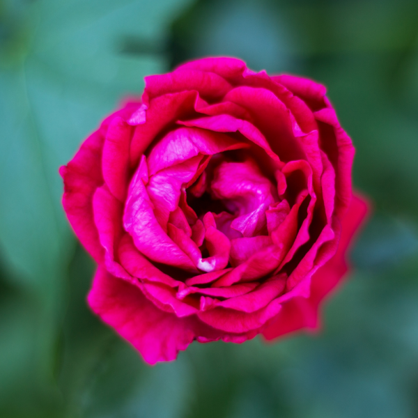 Raspberry Royale Rose