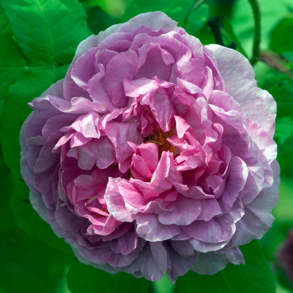  Comte De Chambord Rose - Warm Pink