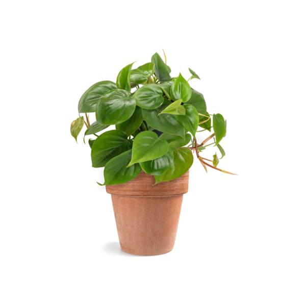Sweetheart Plant - Philodendron Scandens