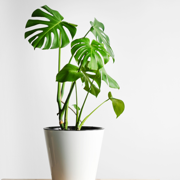 Swiss Cheese Plant - Monstera