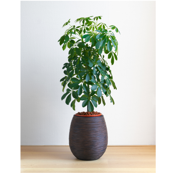 Umbrella Plant - Schefflera