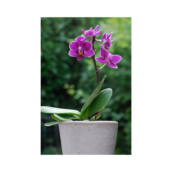 Moth Orchid-Phalaenopsis