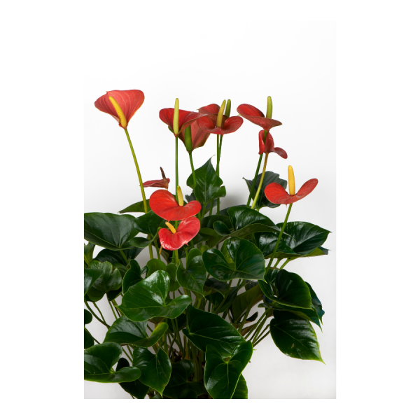 Painters Palette-Anthurium