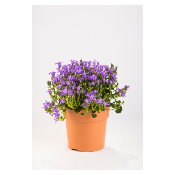 Bell flower-Campanula