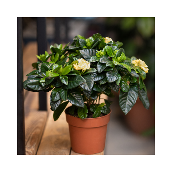 Cape Jasmine- Gardenia