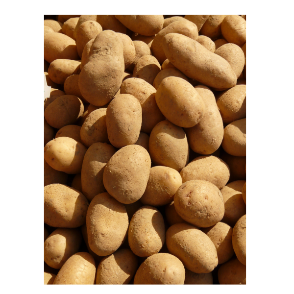 Pentland Javelin Seed Potatoes